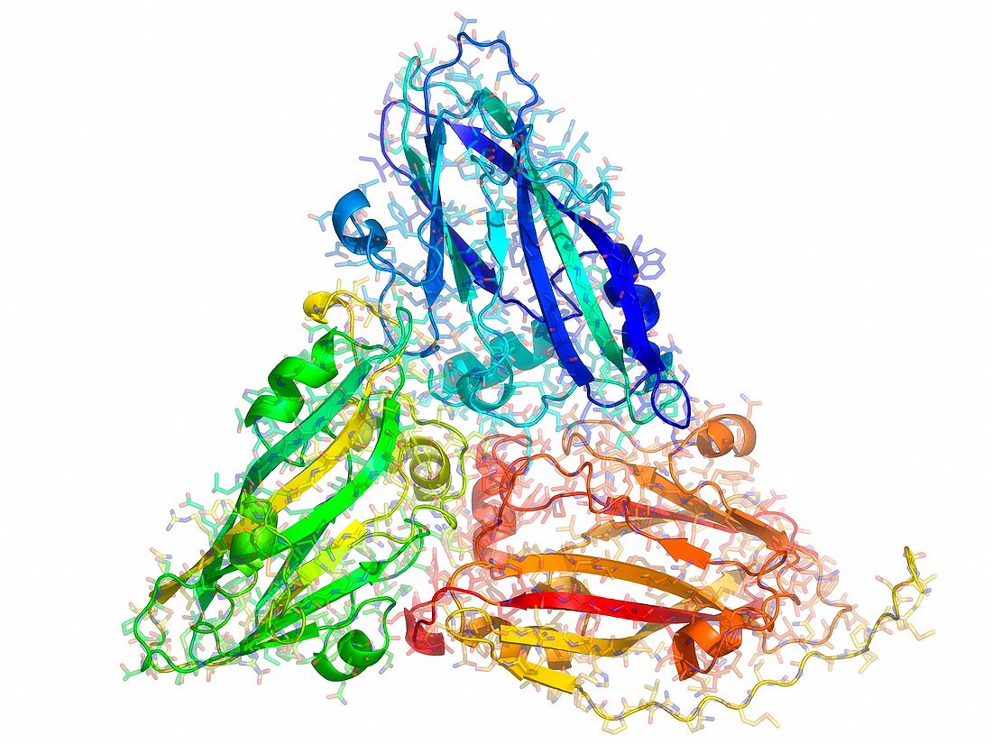 Southern bean mosaic virus capsid protein