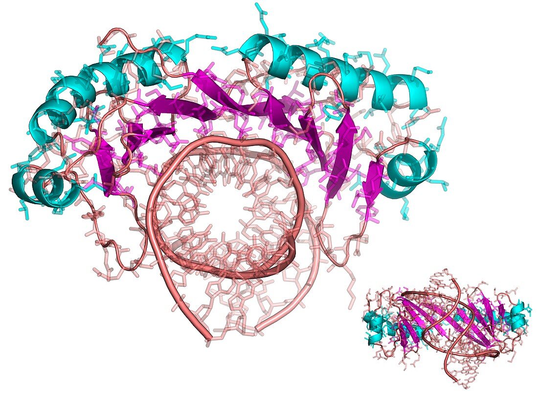 TATA box-binding protein,molecular model