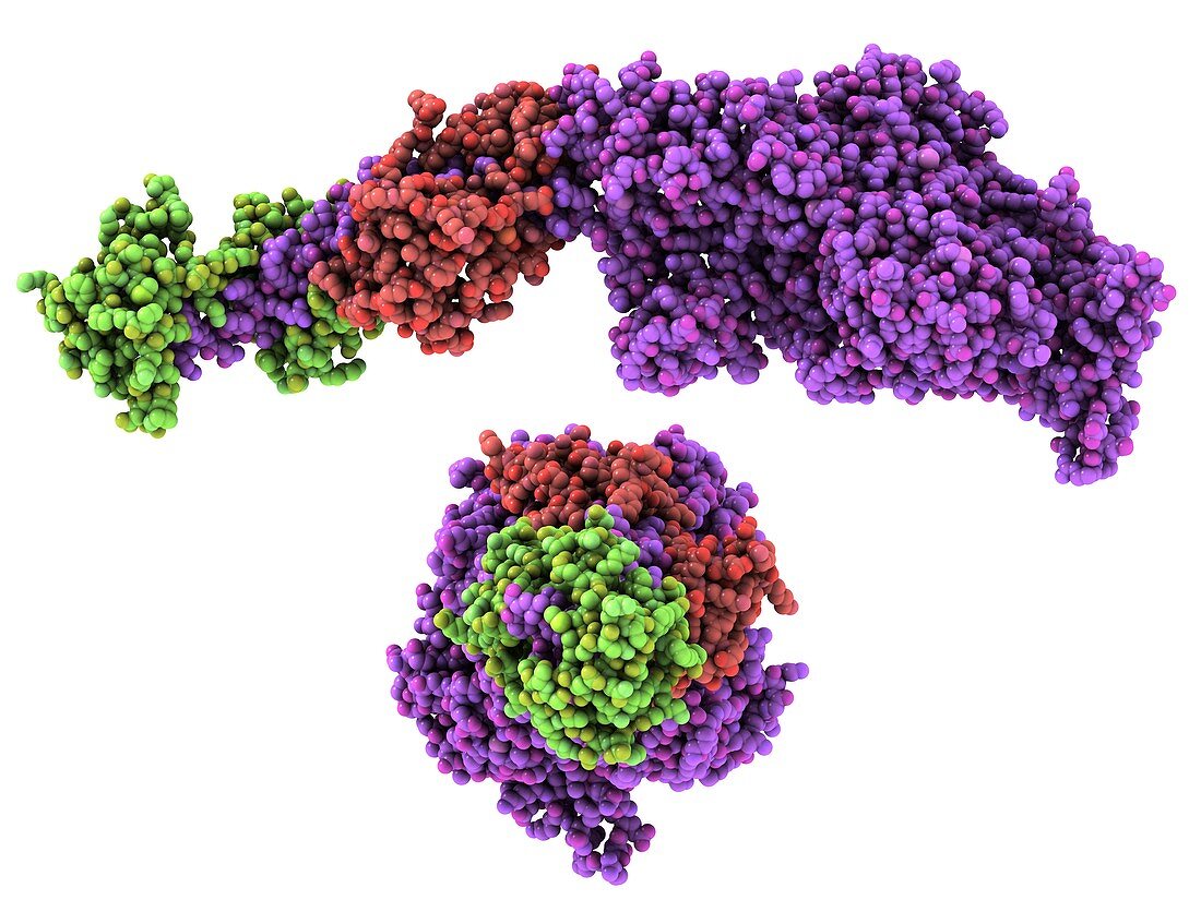 Molecular motor protein