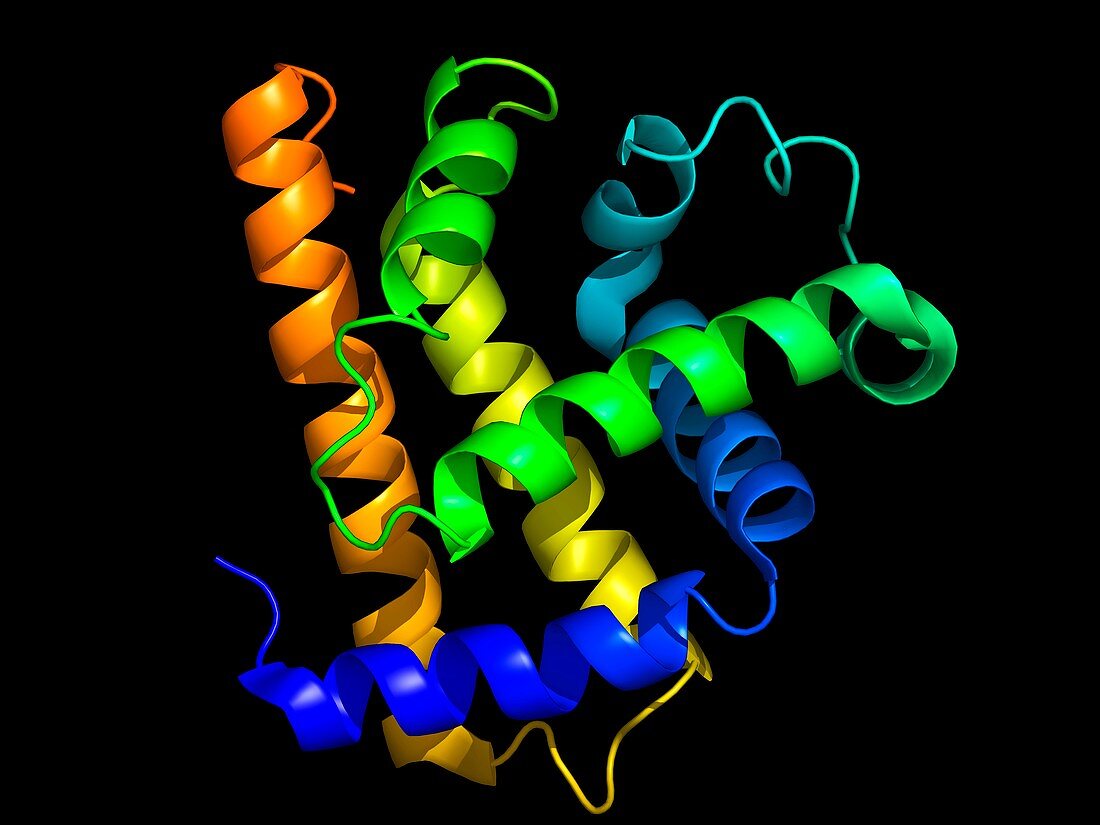 Myoglobin molecule