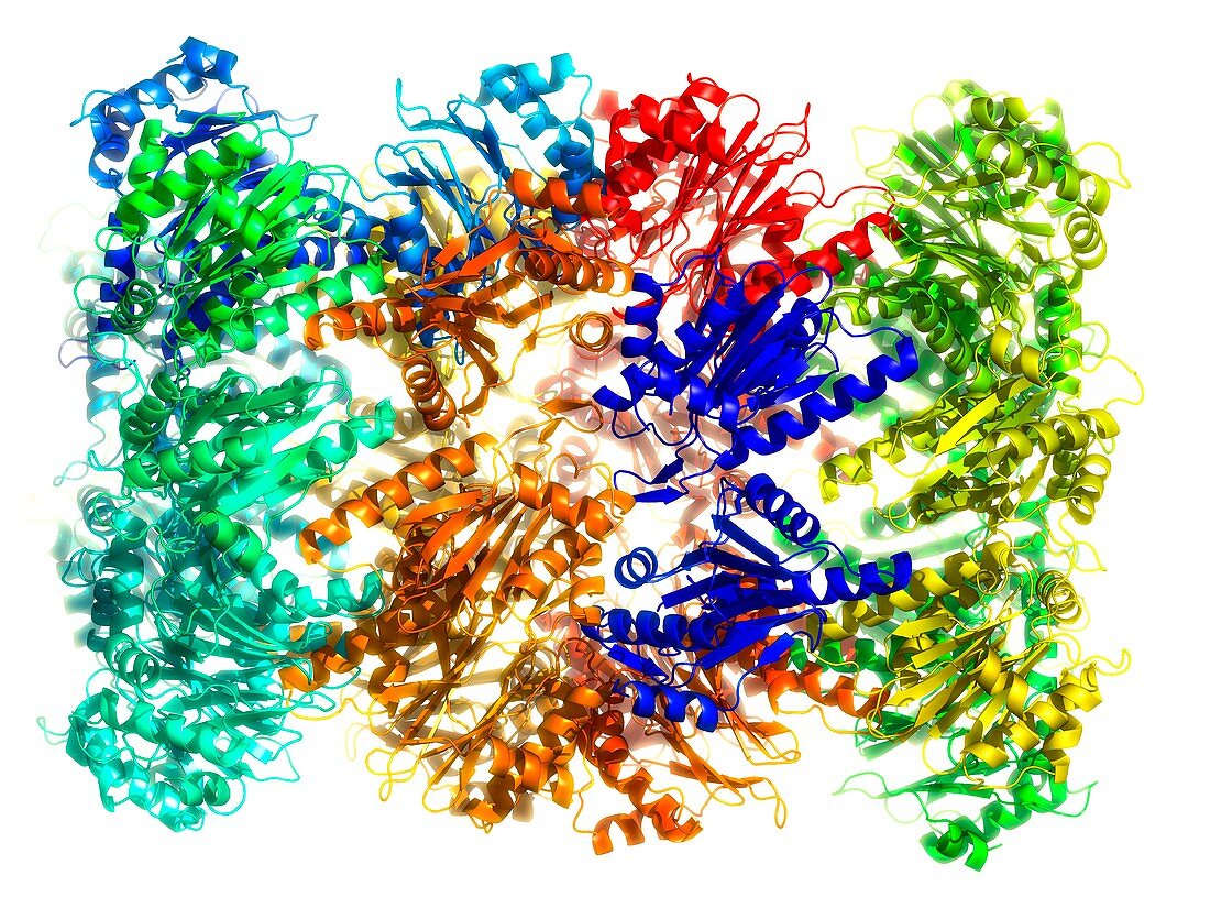 Proteasome,molecular model