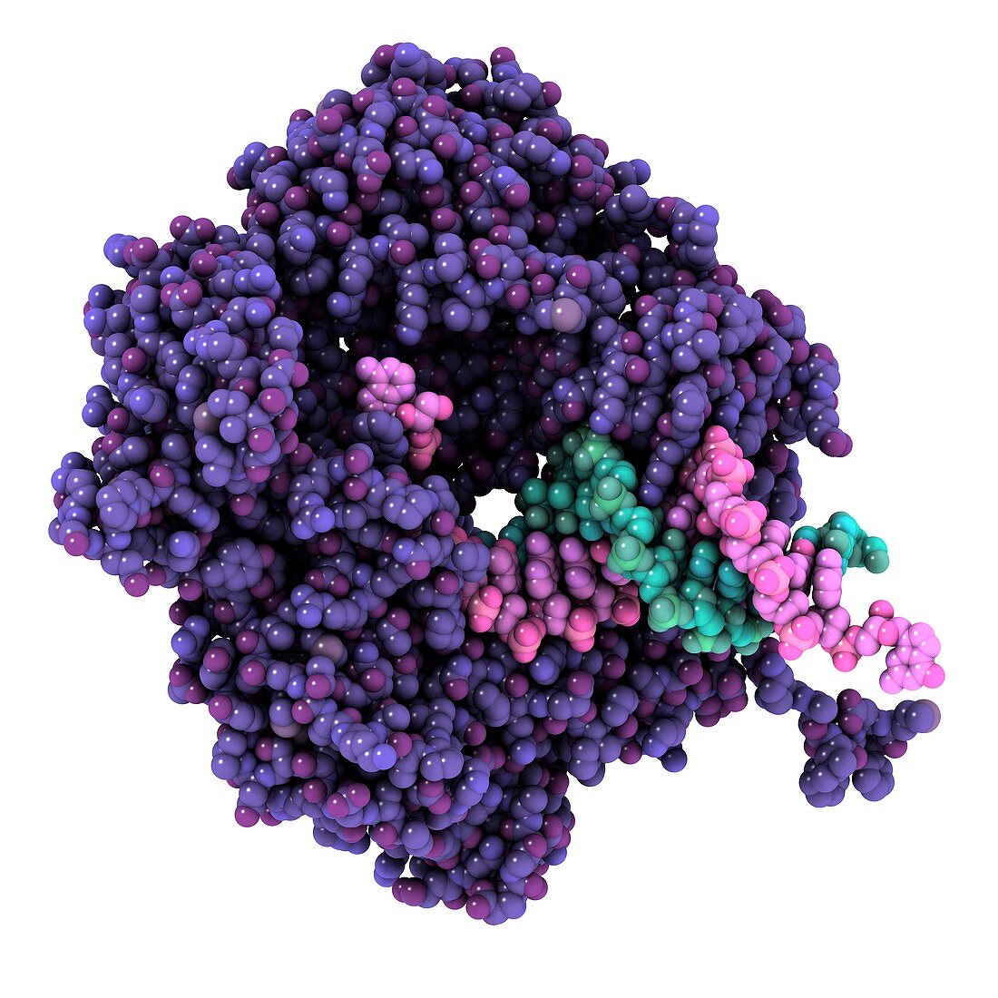 RNA polymerase alpha subunit