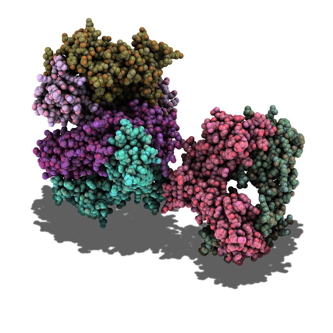 T cell receptor,molecular model