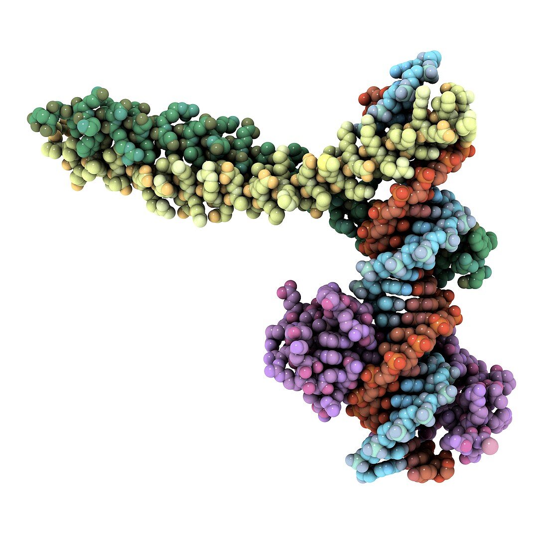 Transcription factor complexed with DNA