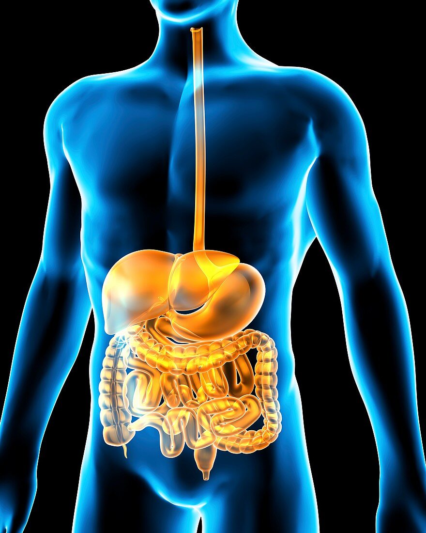 Human digestive system,artwork