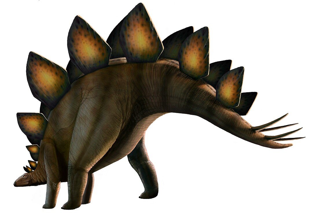 Artwork of a stegosaurus dinosaur