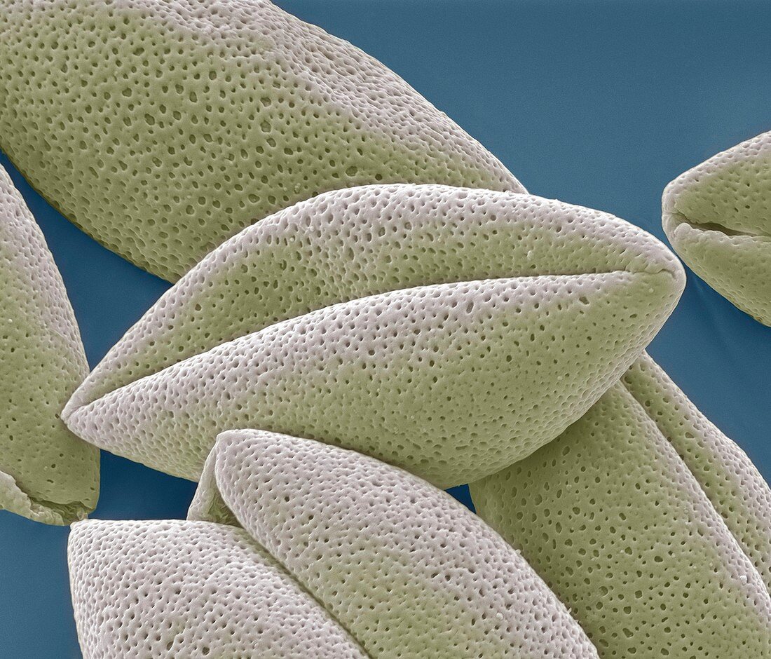 Asparagus pollen grains,SEM