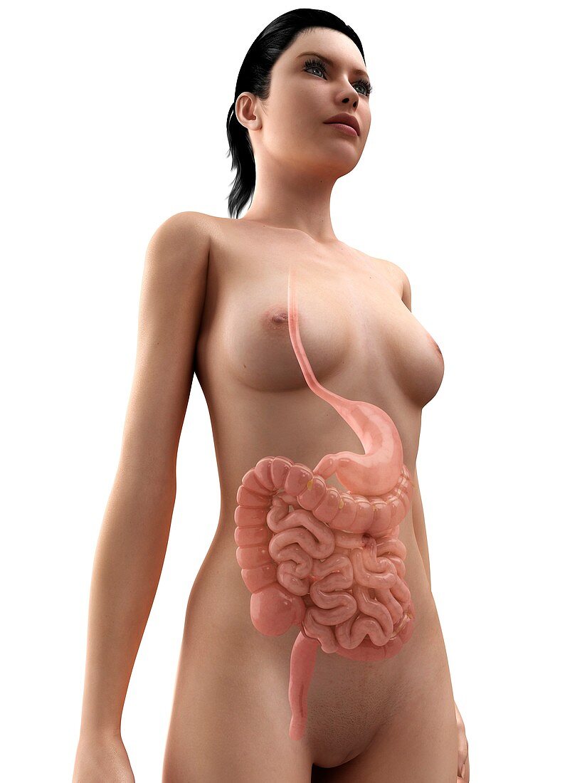 Healthy digestive system,artwork