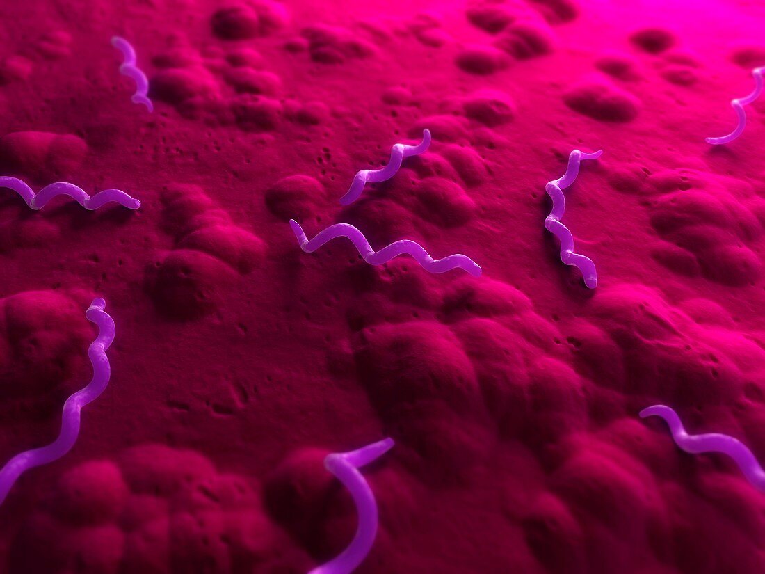 Spirillum bacteria,artwork