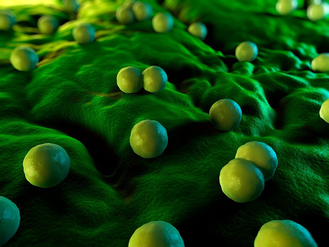 Bacteria,conceptual artwork