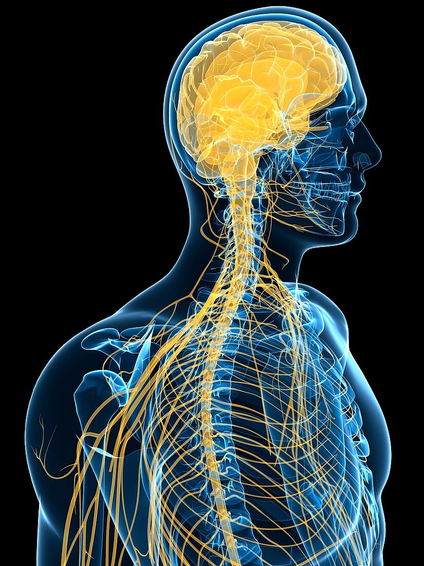 Human nervous system,artwork