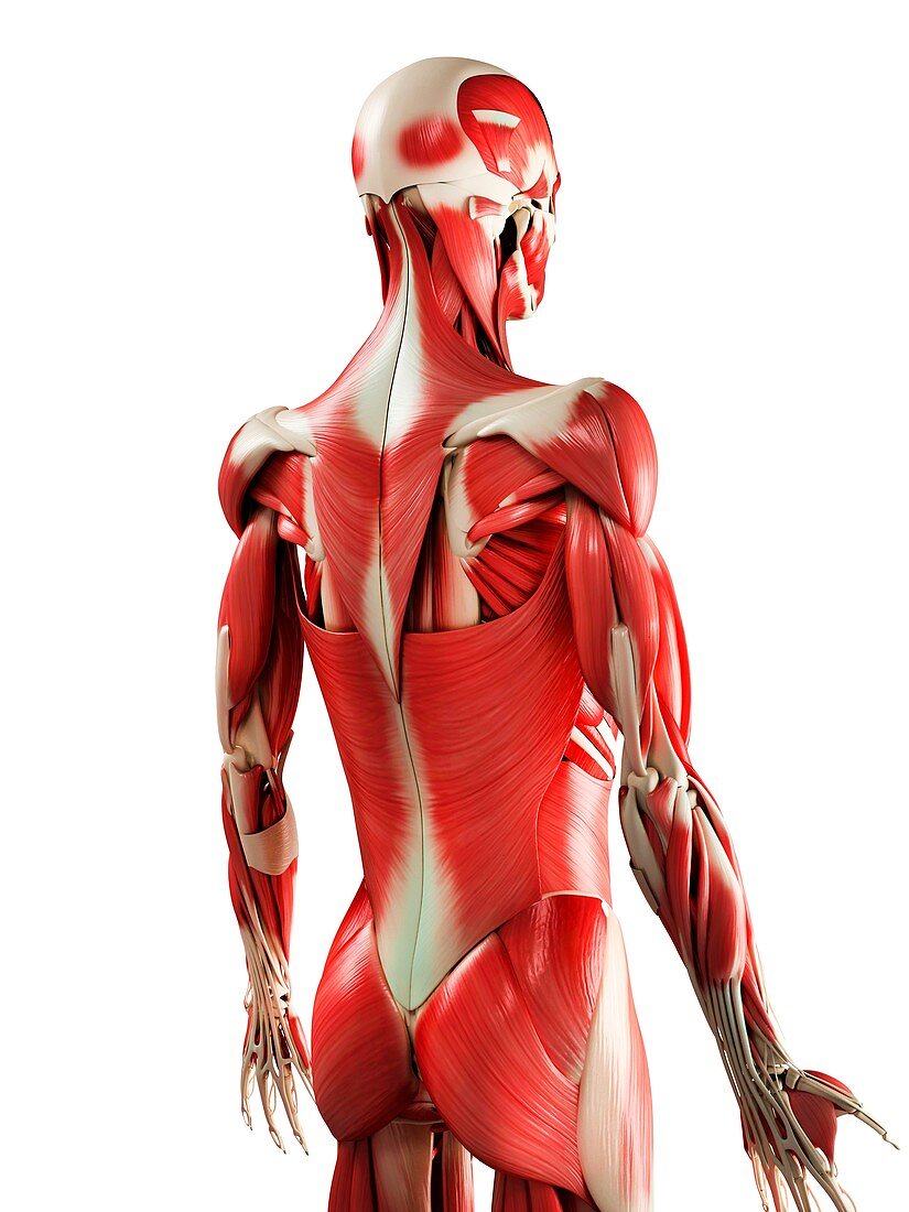 Male muscles,artwork