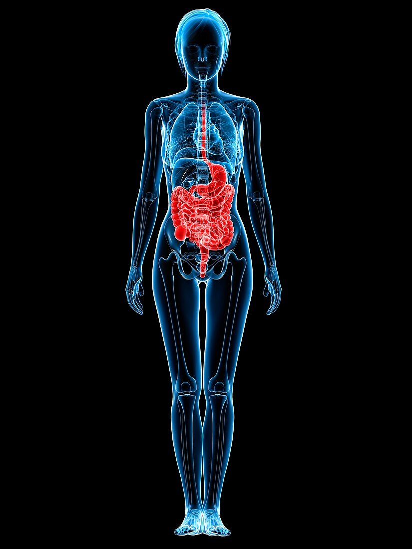 Healthy digestive system,artwork