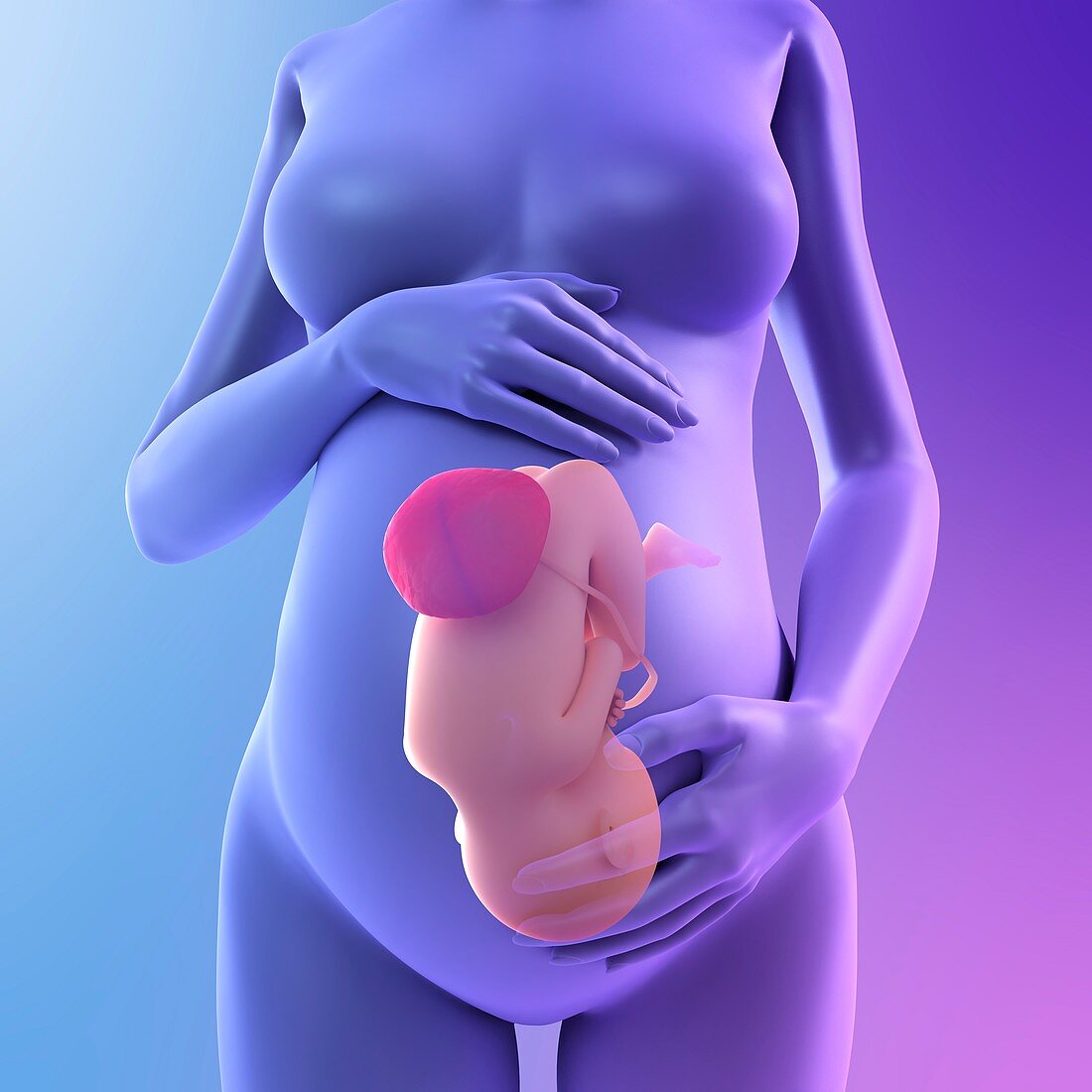 Pregnancy,conceptual artwork