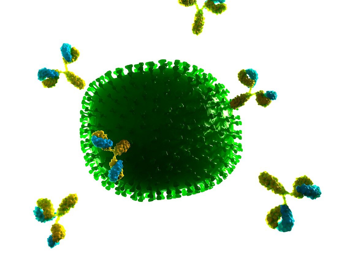 Antibodies attacking flu virus,artwork