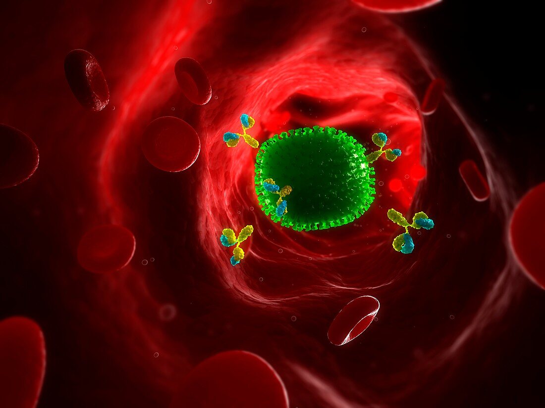 Antibodies attacking flu virus,artwork