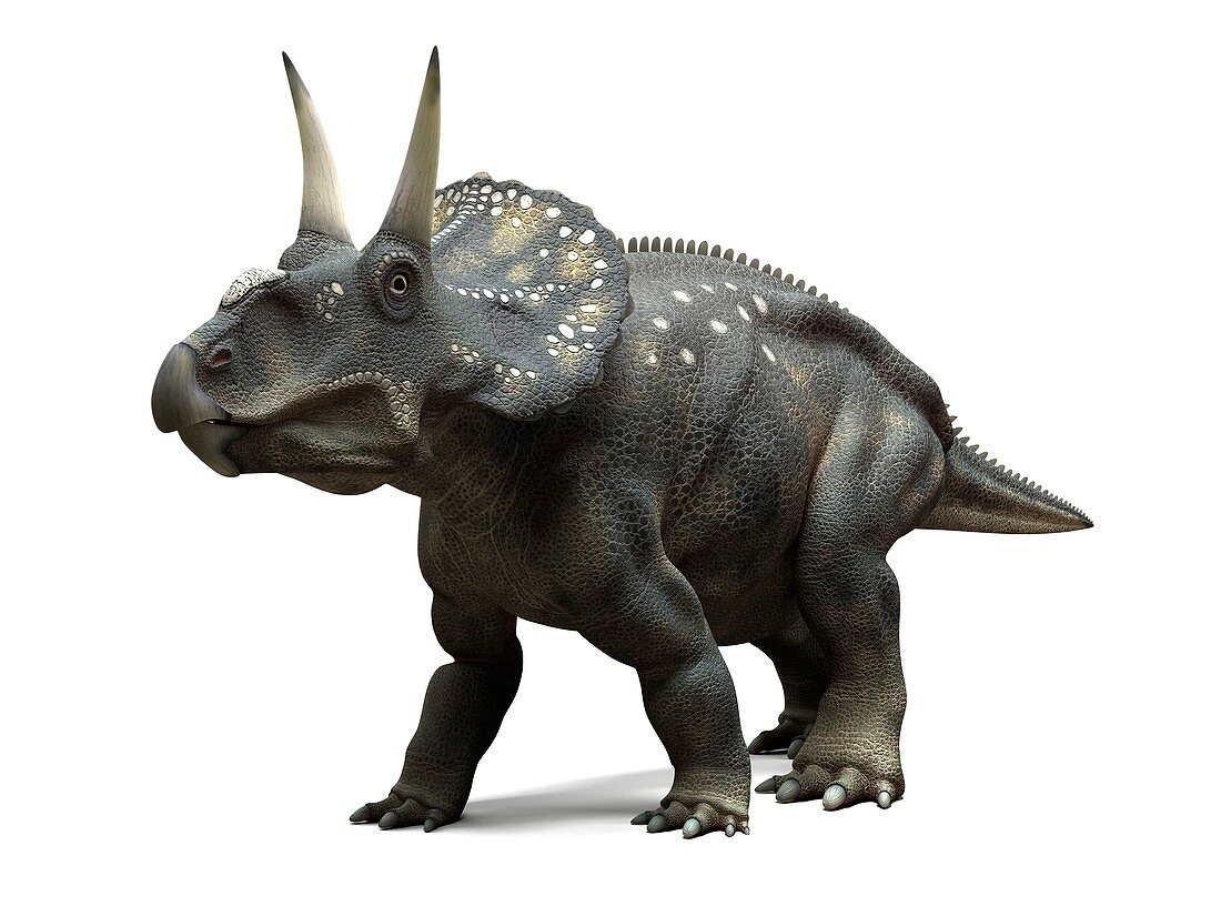 Nedoceratops dinosaur,artwork