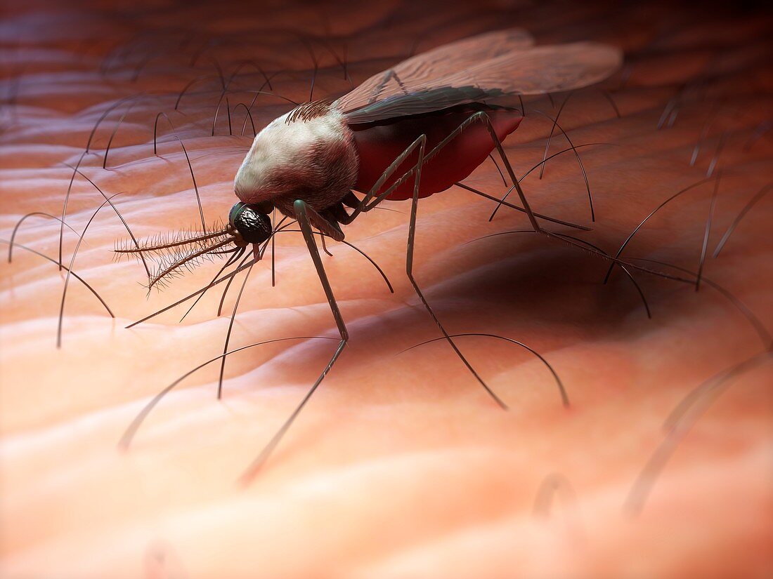 Mosquito,artwork