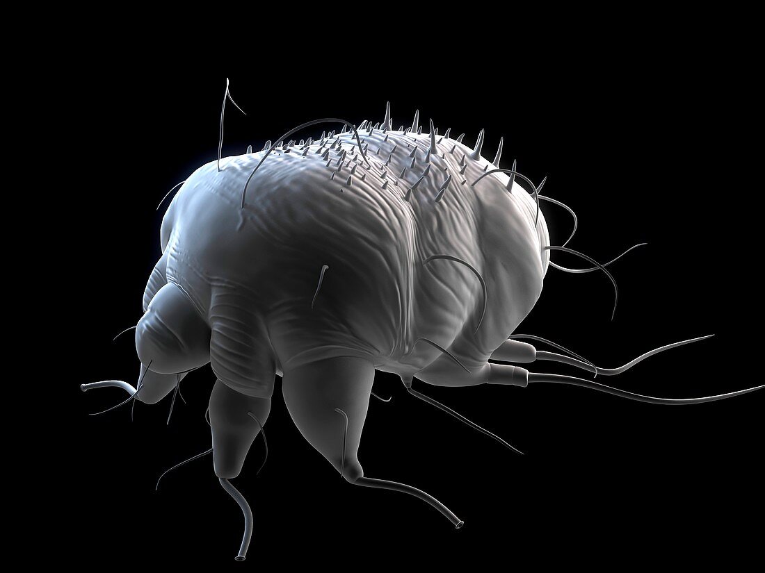 Scabies mite,artwork