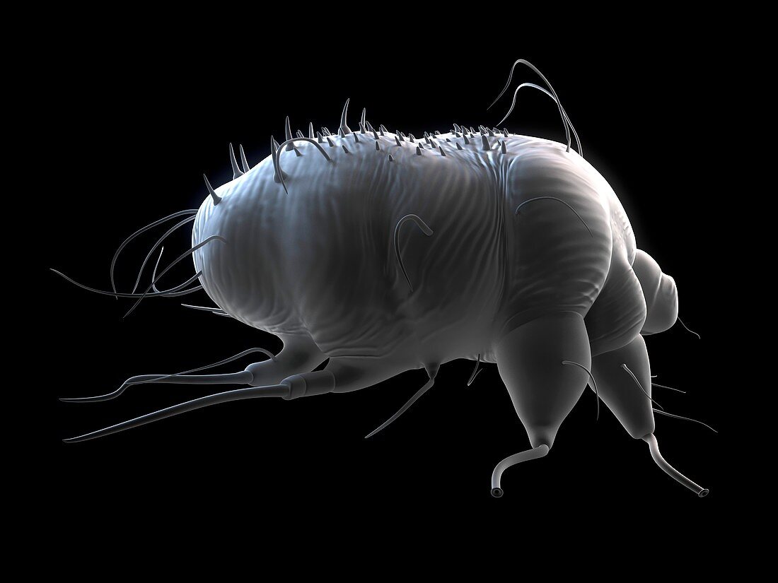 Scabies mite,artwork