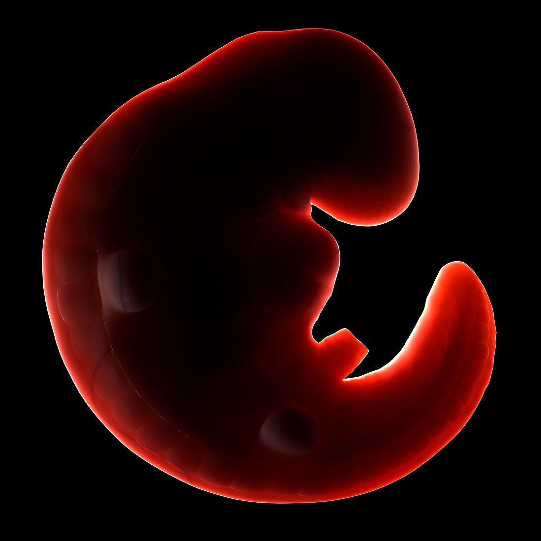 Three week old embryo,artwork
