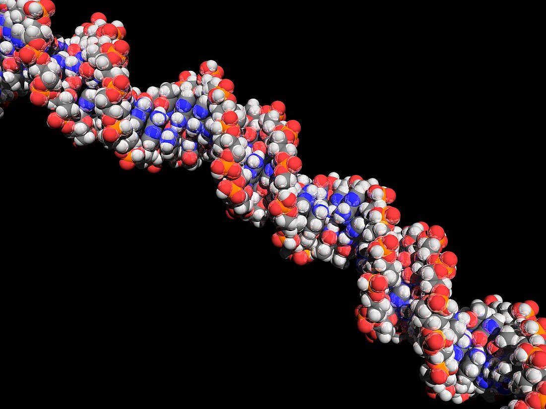 DNA molecule,artwork