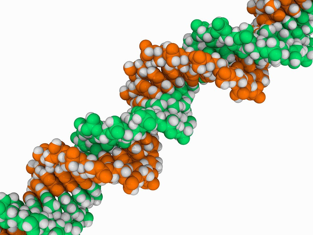 DNA molecule,artwork