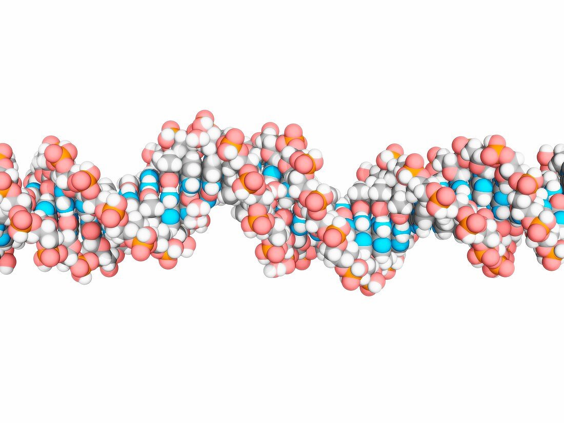 DNA molecule,artwork