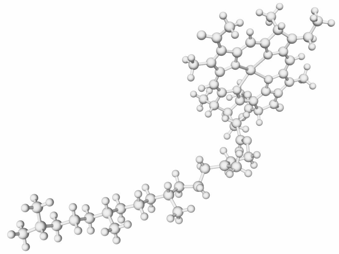 Chlorophyll molecule