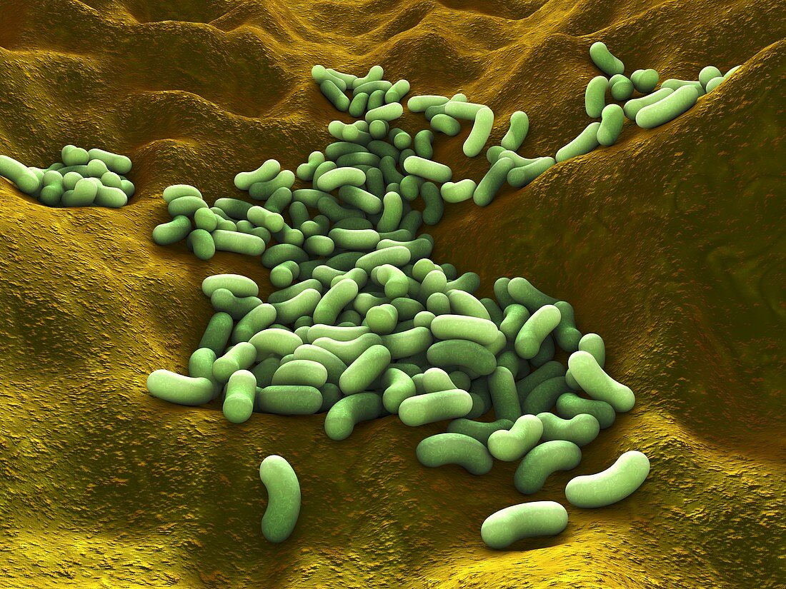 Bacteria,artwork