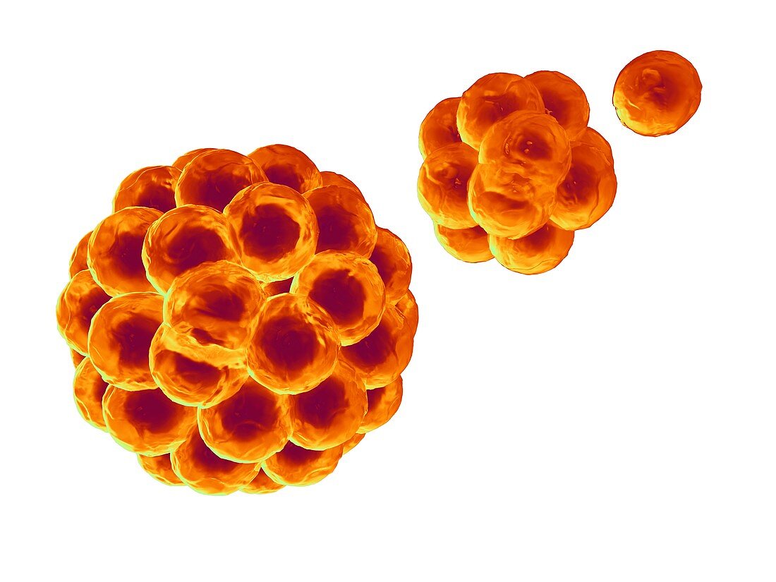 Stem cells division,computer artwork