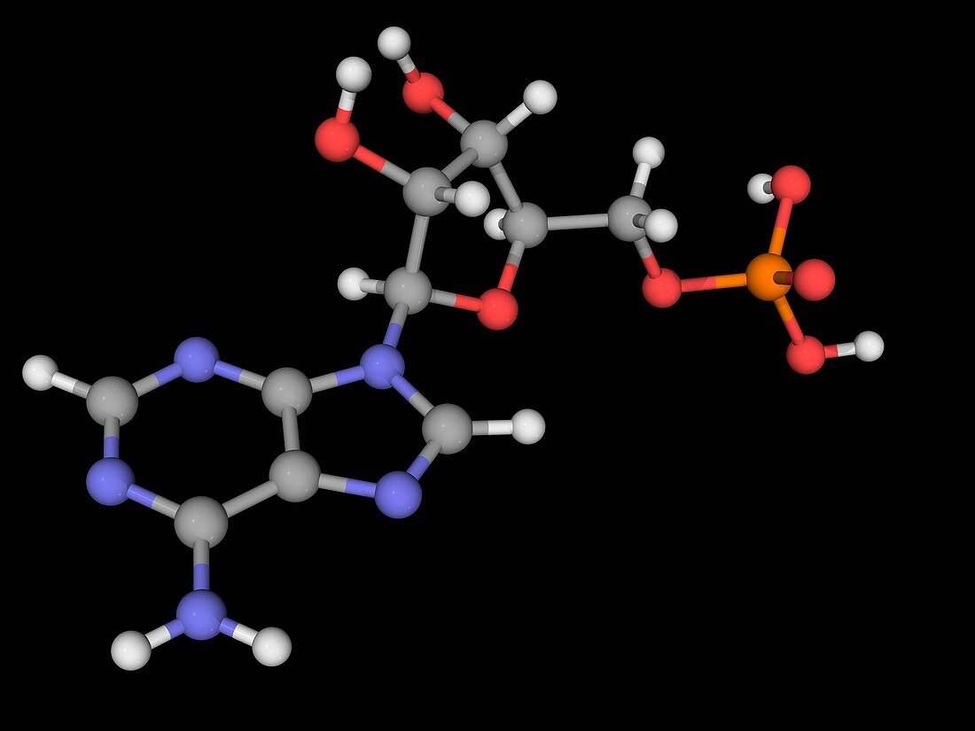 Adenosine monophosphate molecule