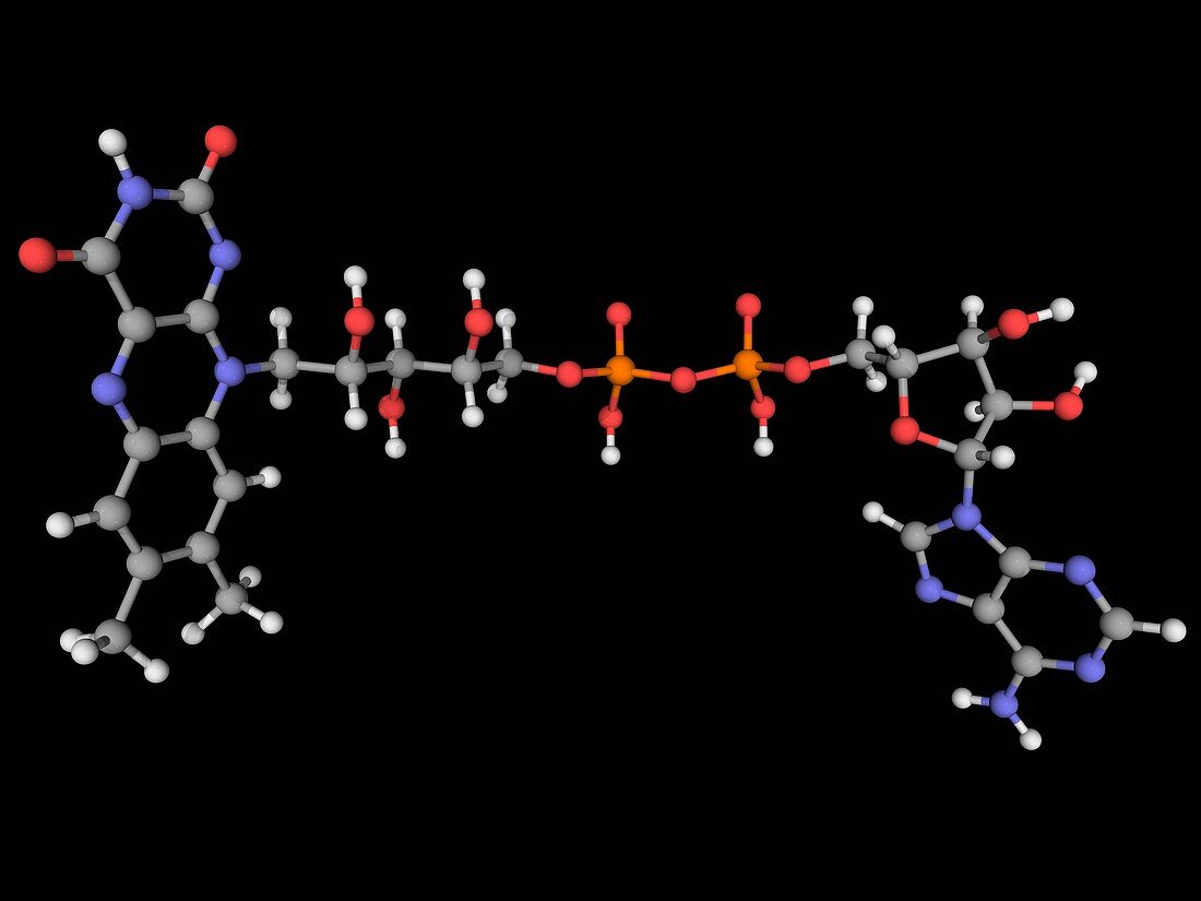 Flavin adenine dinucleotide FAD molecule