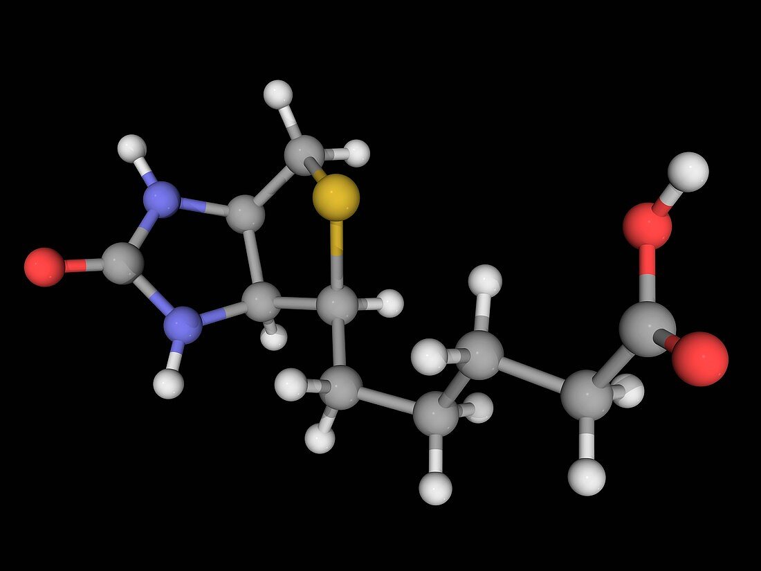 Vitamin B7 biotin molecule