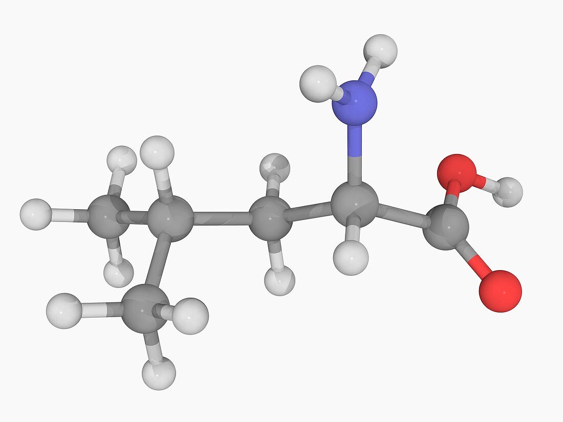 Leucine molecule