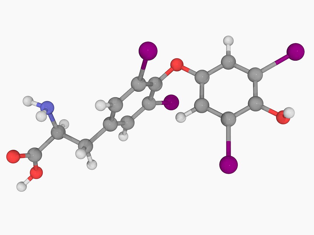 Levothyroxine drug molecule