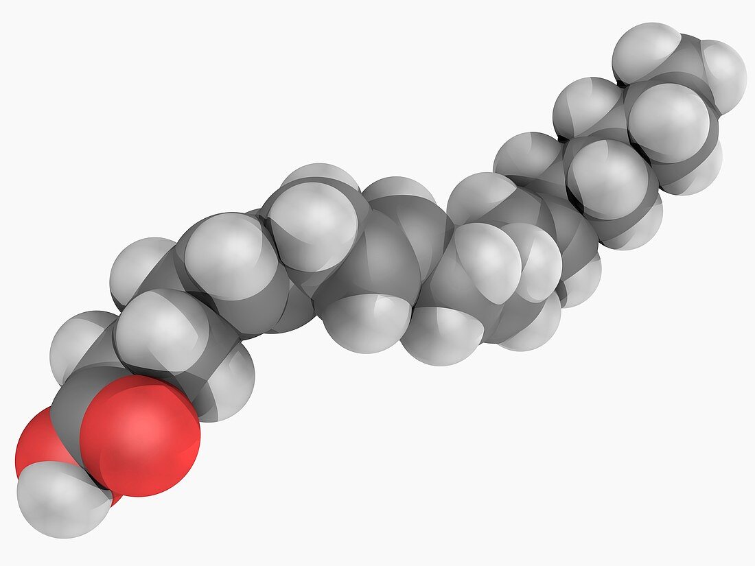 Arachidonic acid molecule