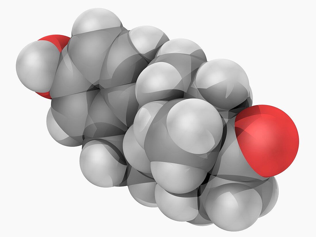 Estrone hormone molecule