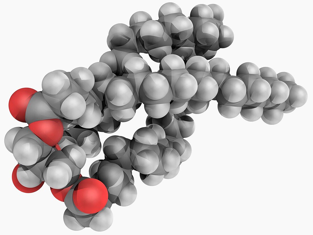 Triglyceride molecule
