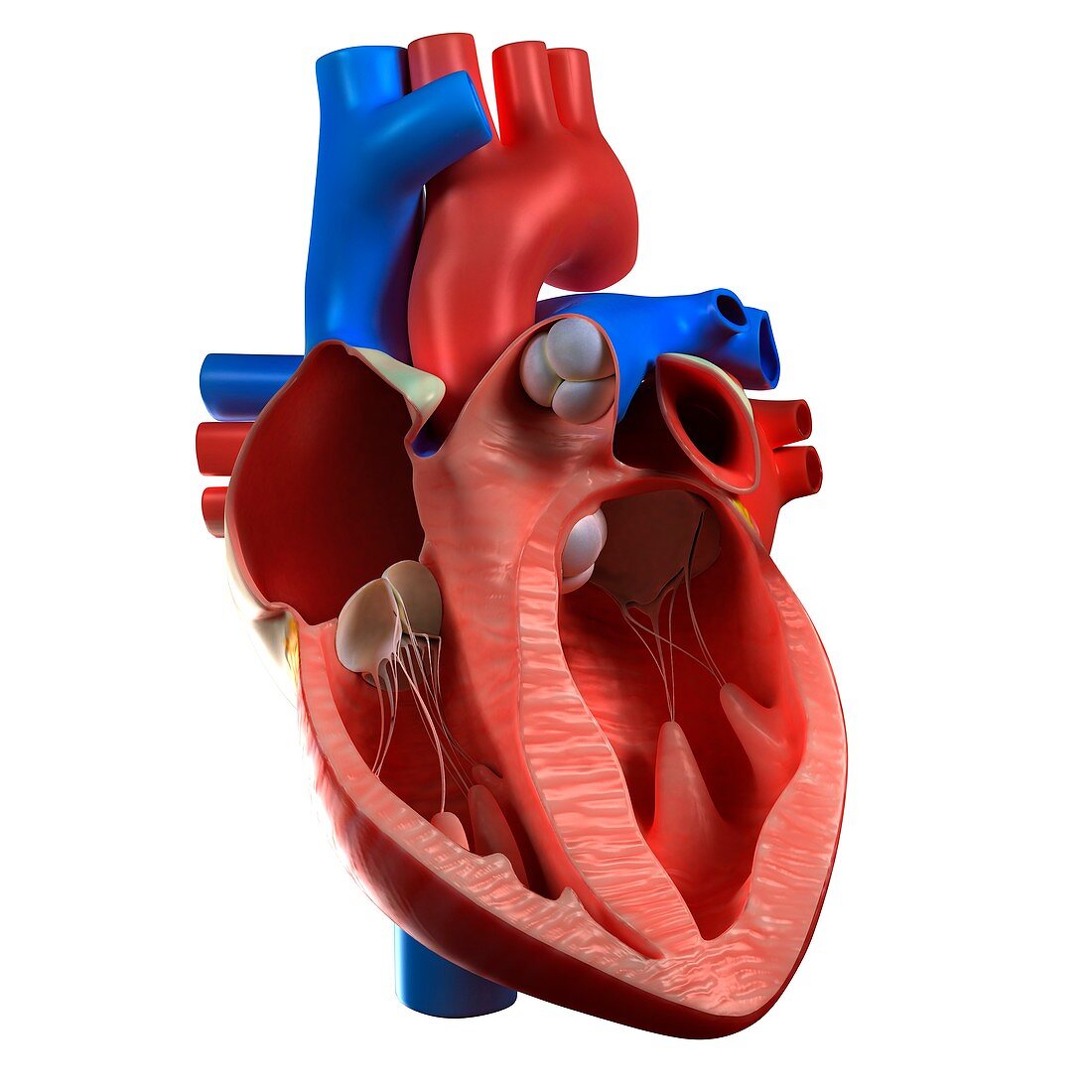 Heart anatomy,artwork