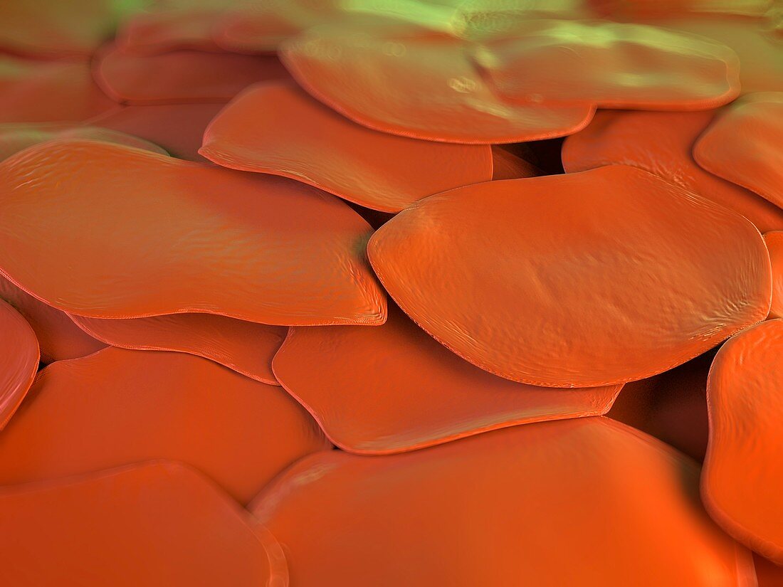 Human skin cells,artwork