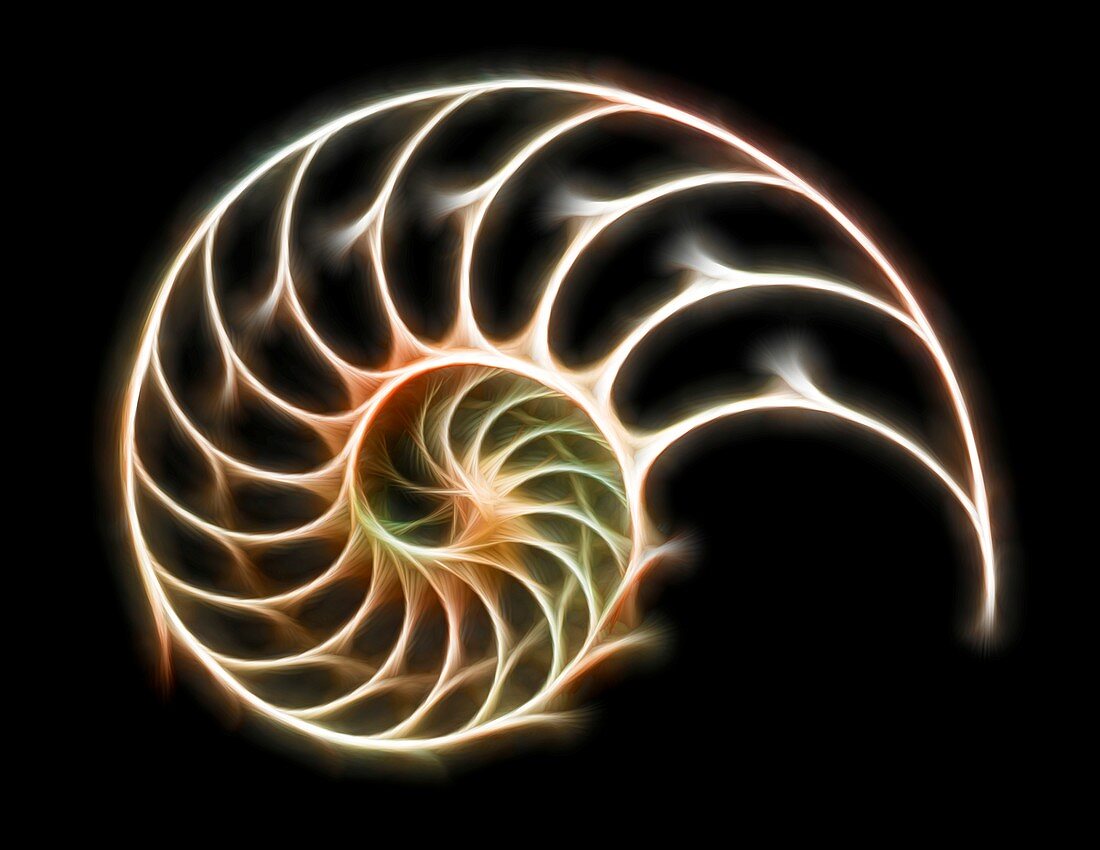 Sectioned shell of a nautilus