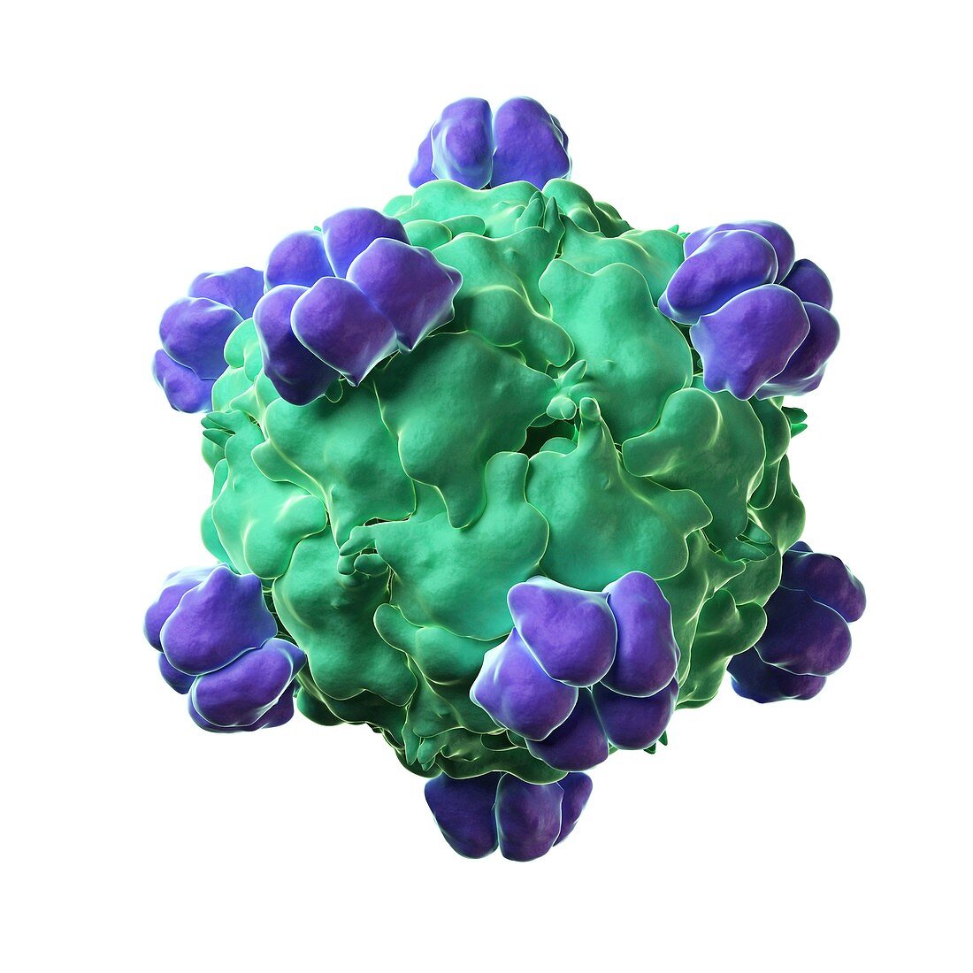 Bacteriophage X-174 particle