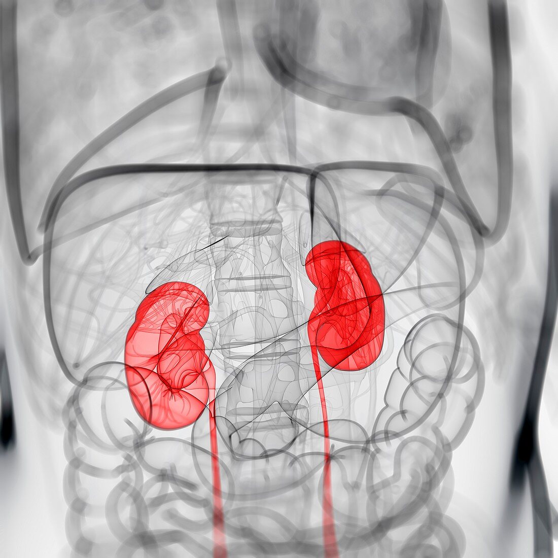 Healthy kidneys,artwork