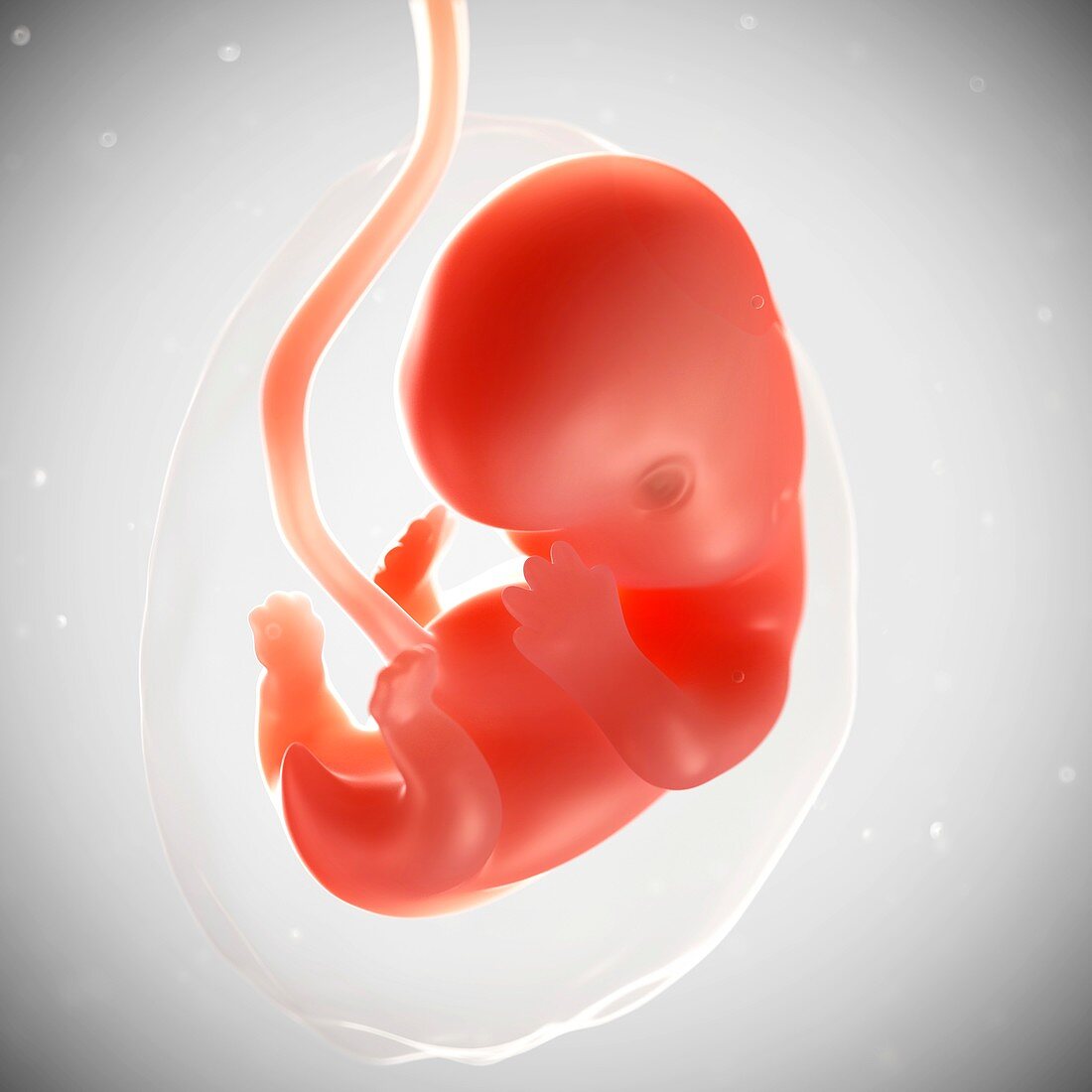 Foetus at 7 weeks,artwork