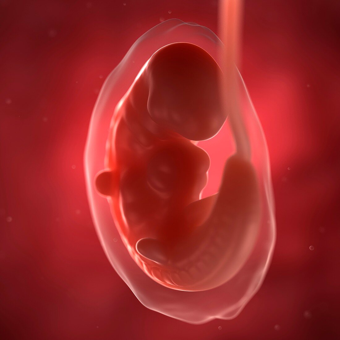 Foetus at 6 weeks,artwork