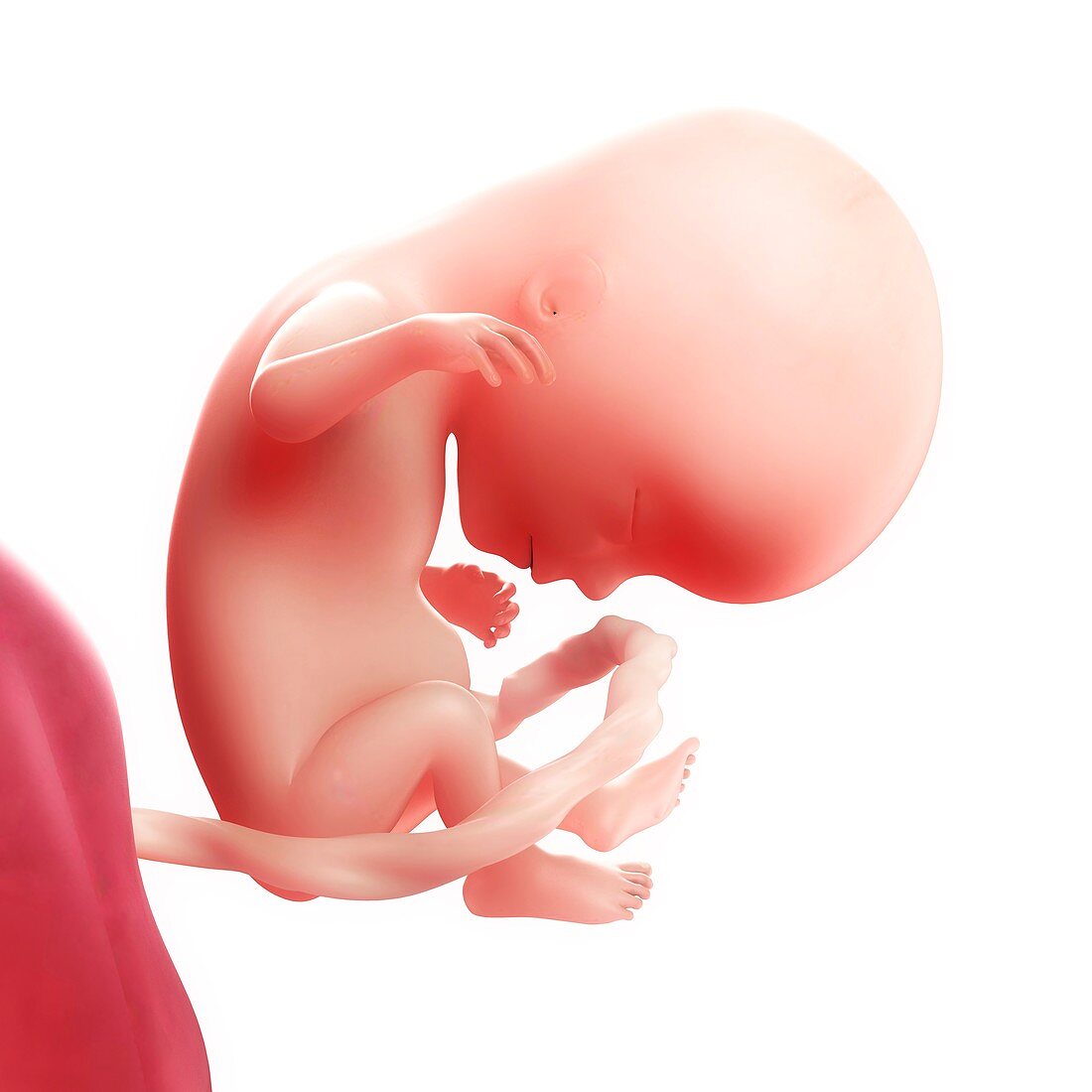 Foetus at 14 weeks,artwork