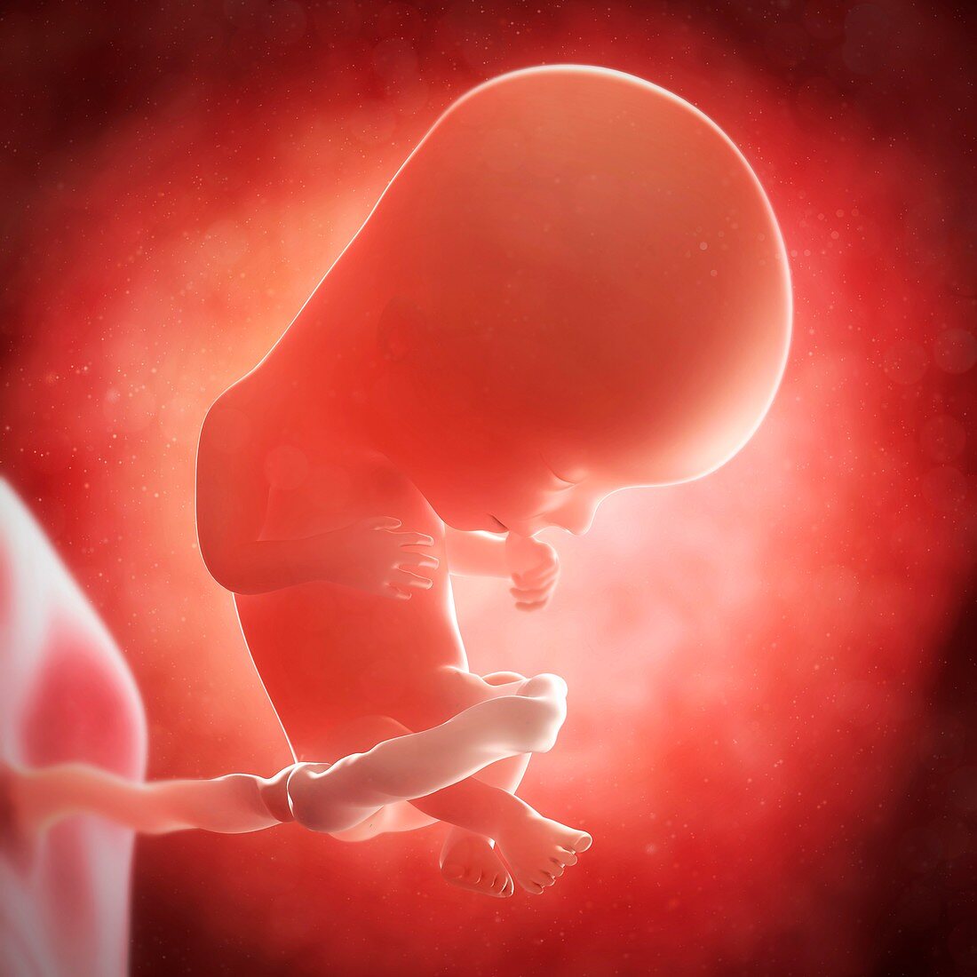 Foetus at 13 weeks,artwork