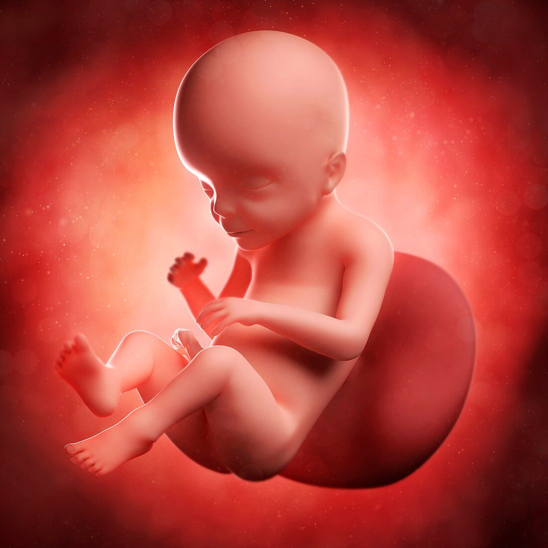 Foetus at 23 weeks,artwork