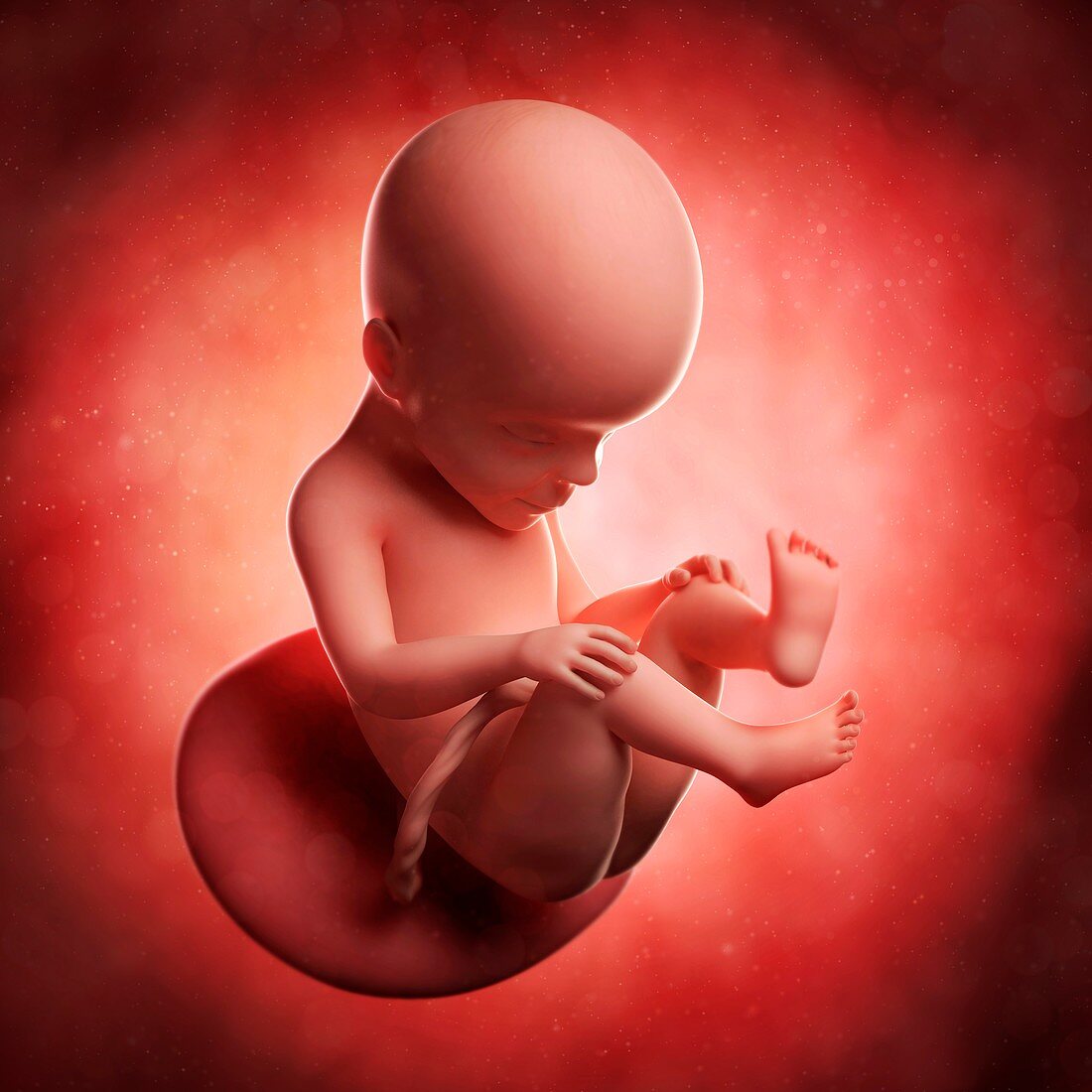 Foetus at 27 weeks,artwork
